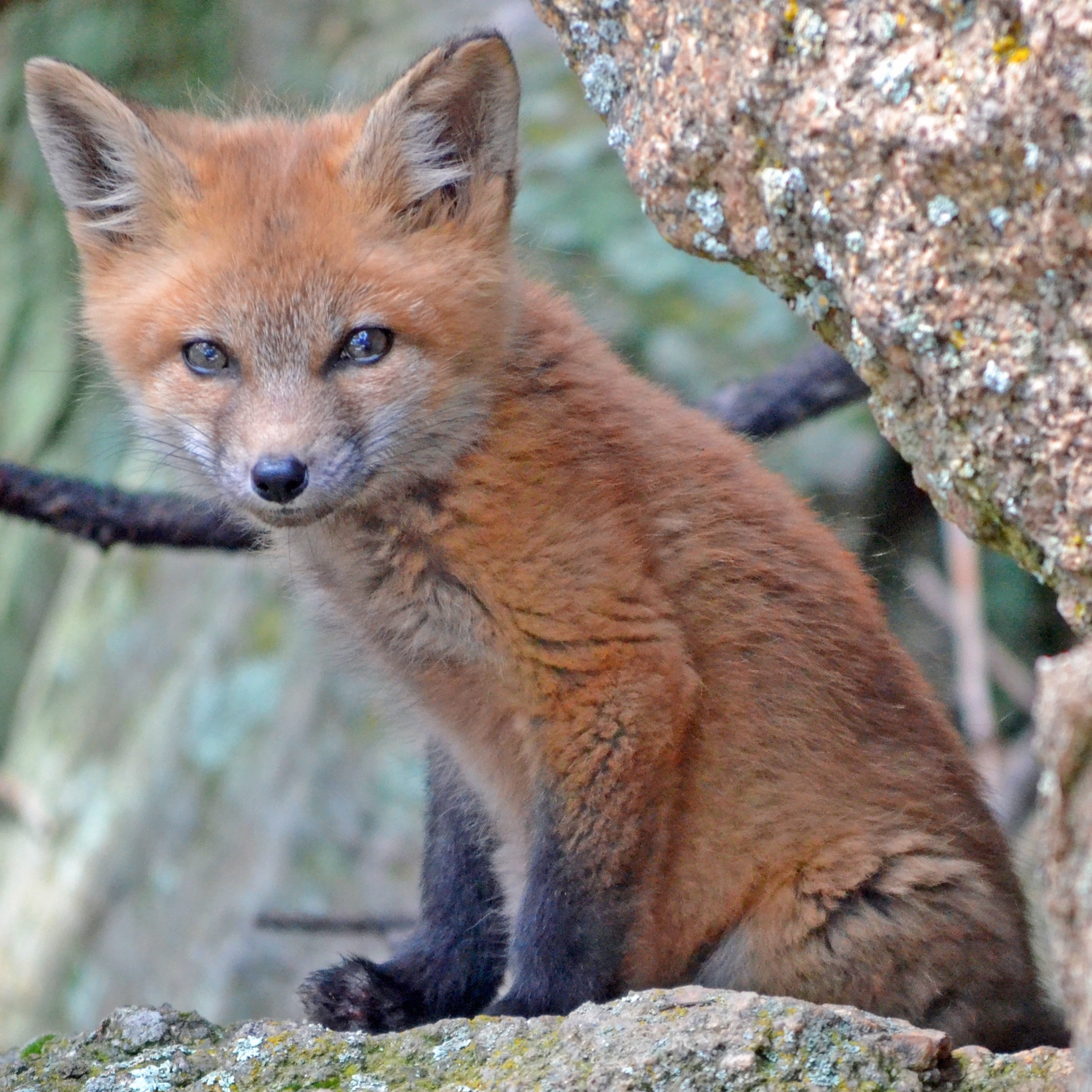 wayfox